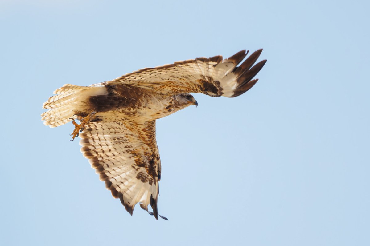 Upland Buzzard (Buteo hemilasius)