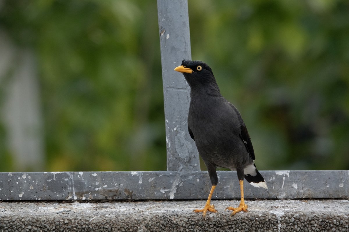 Javan Myna (Acridotheres javanicus)
