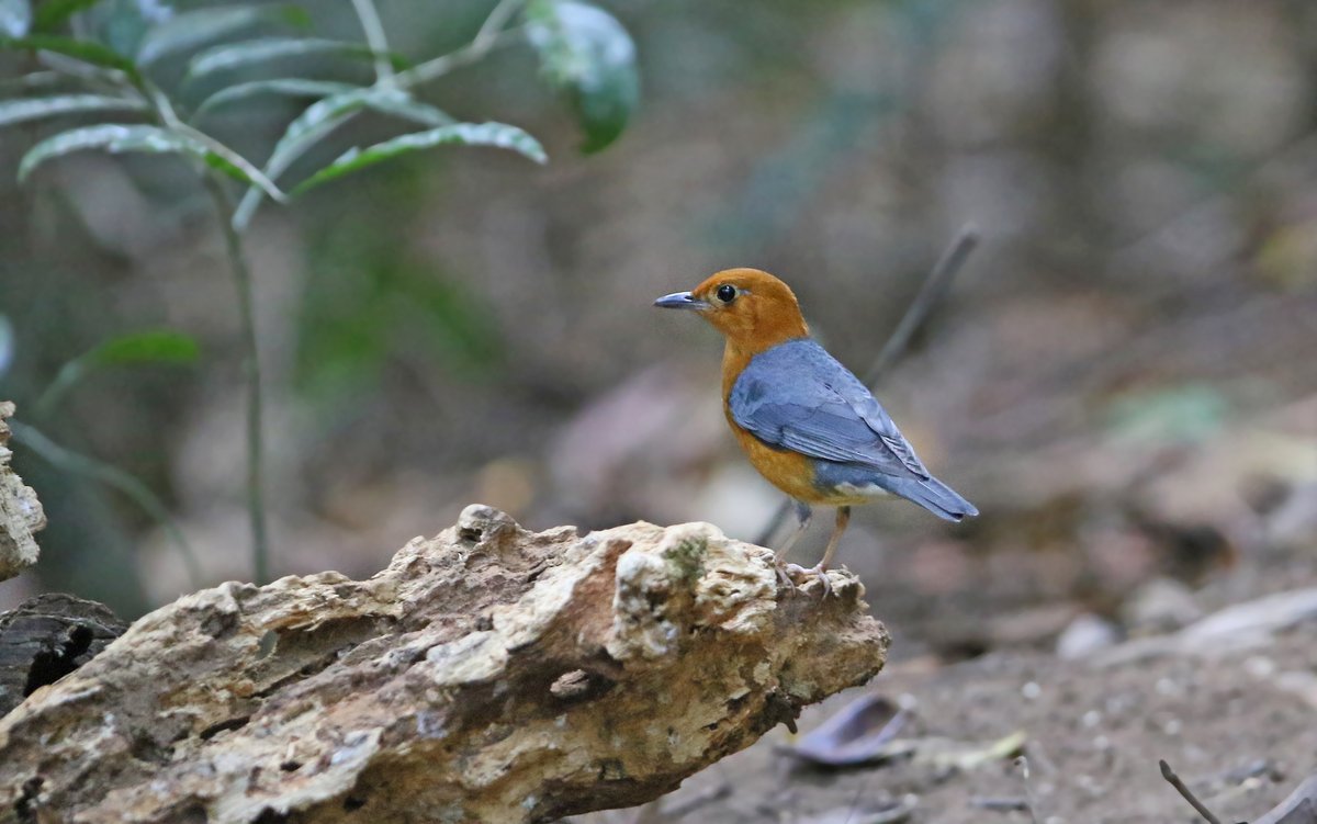 Orange-headed Thrush (Geokichla citrina)