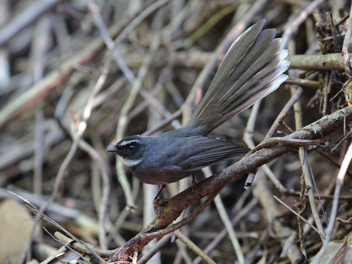 白喉扇尾鹟 (Rhipidura albicollis)