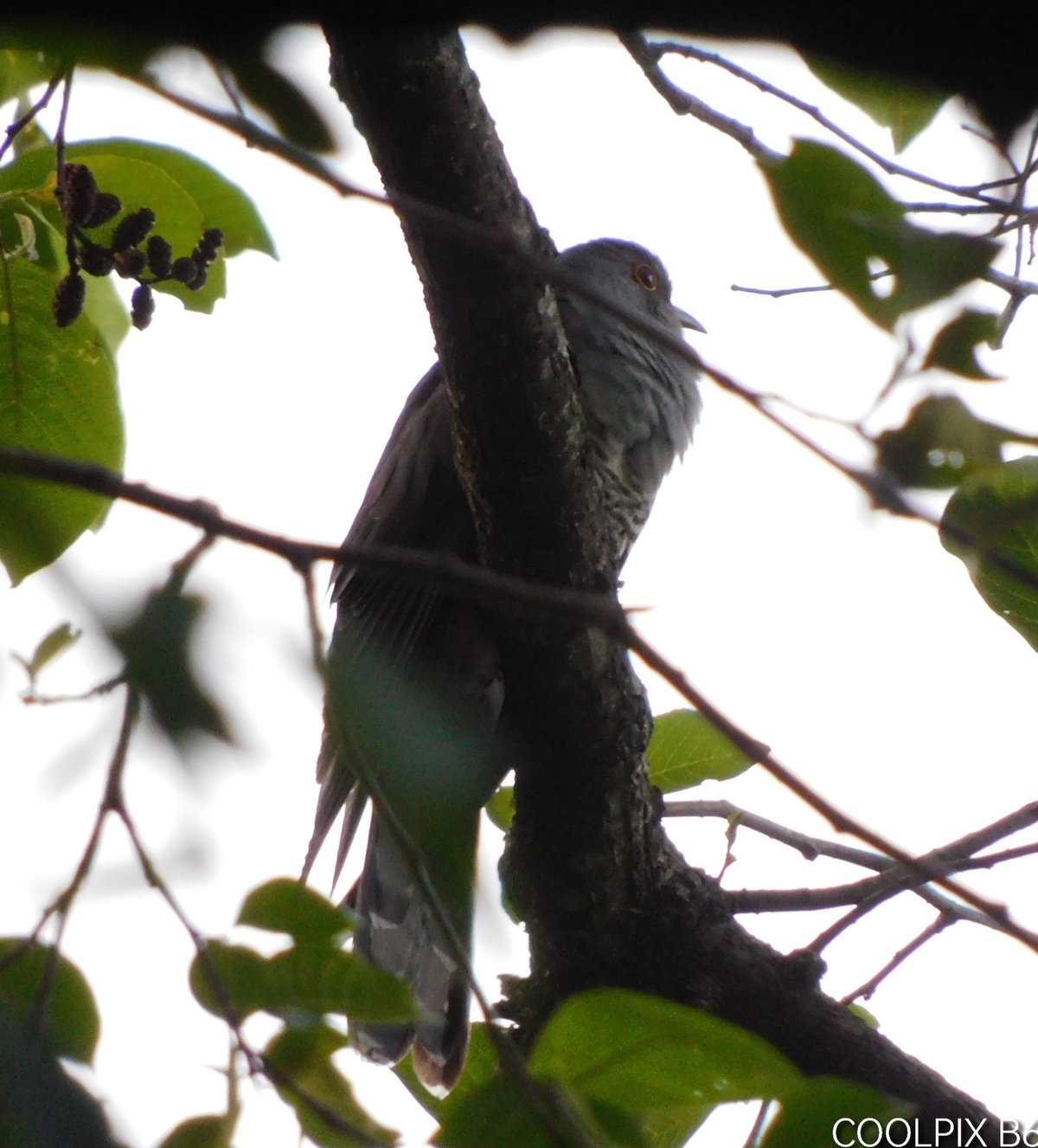 Himalayan Cuckoo (Cuculus saturatus)