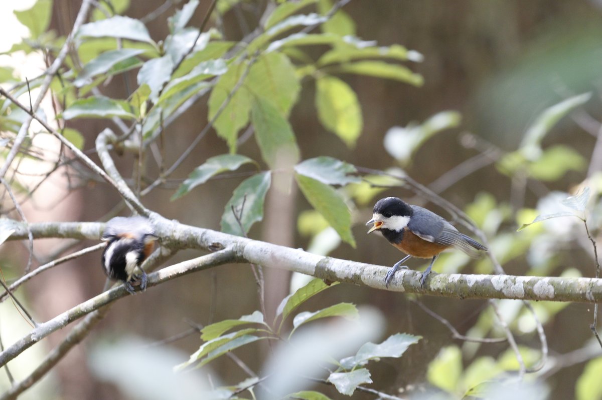 Varied Tit (Sittiparus varius)
