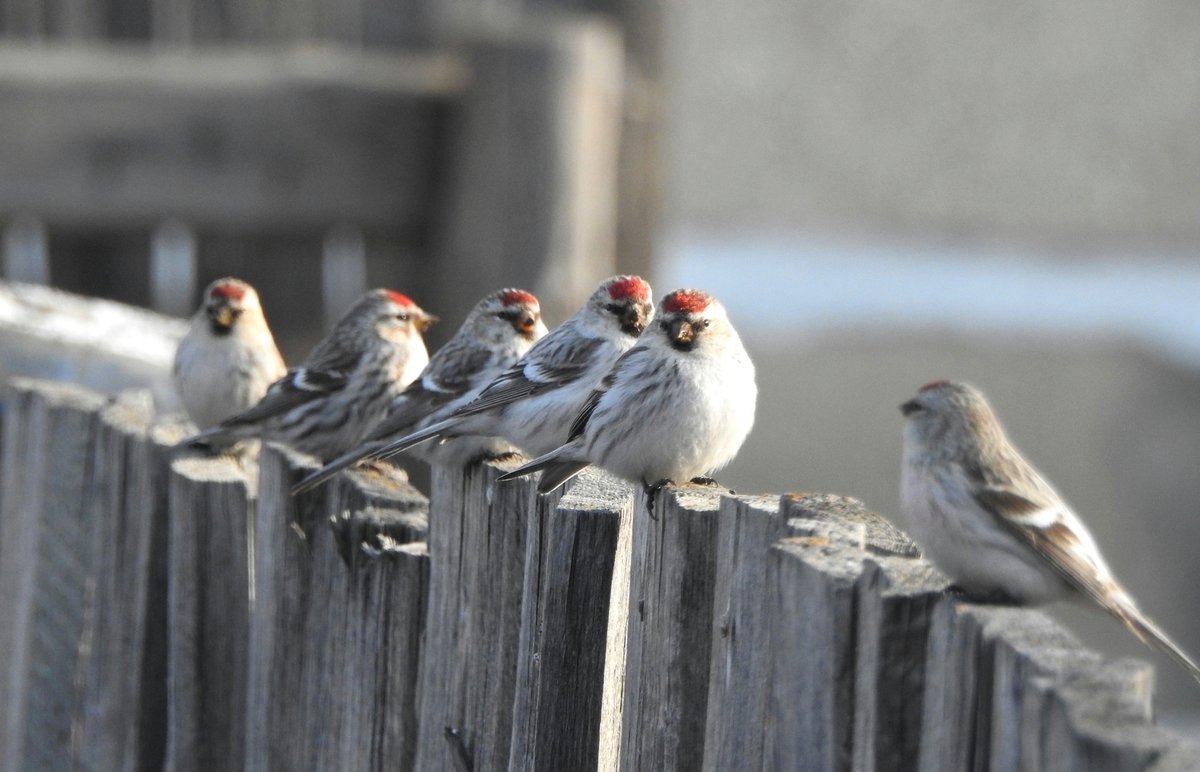 Redpoll (Acanthis flammea)
