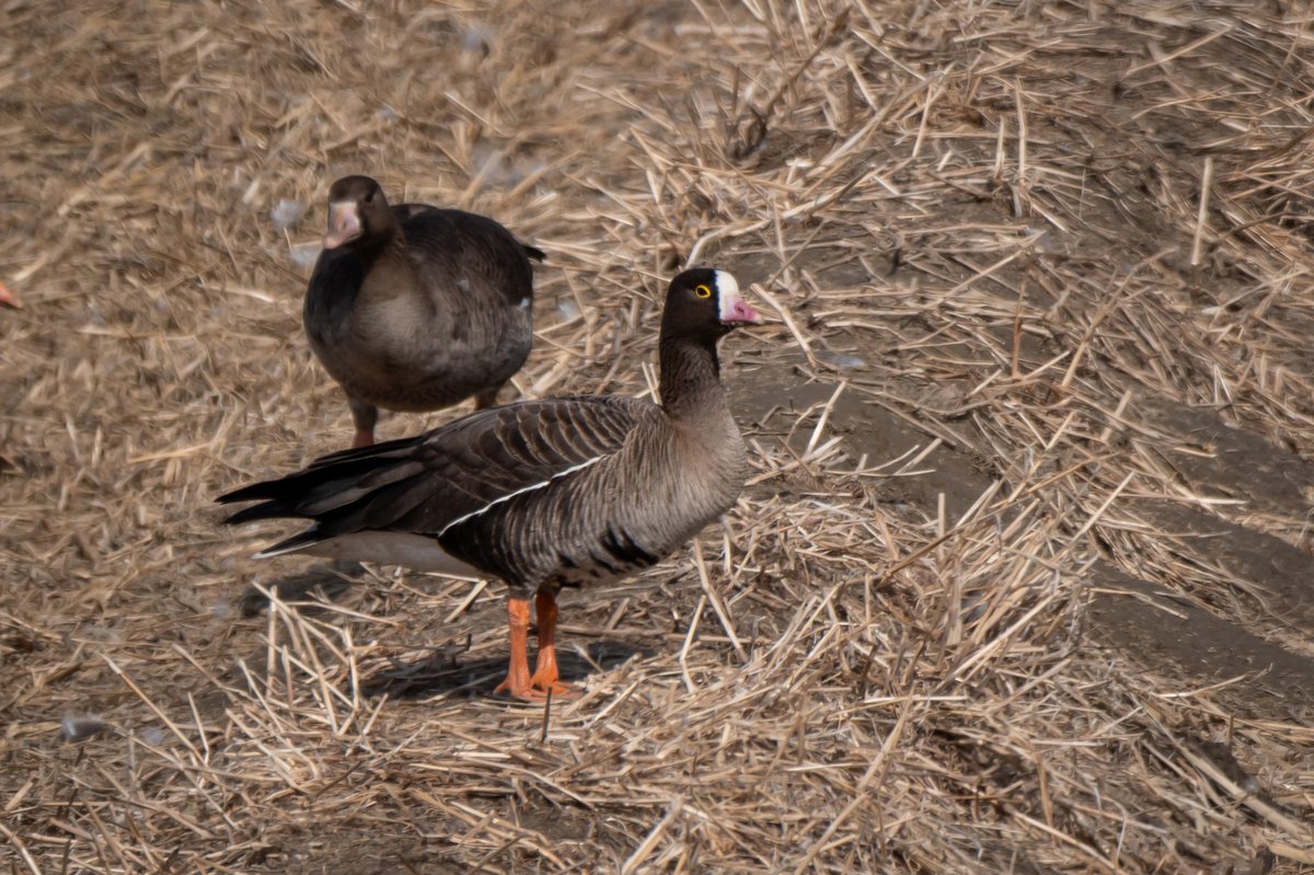 Lesser White-fronted Goose (Anser erythropus)