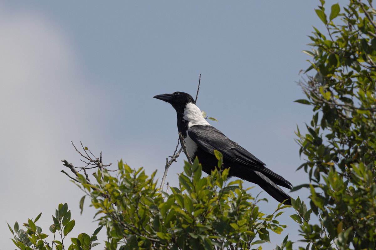 Collared Crow (Corvus torquatus)