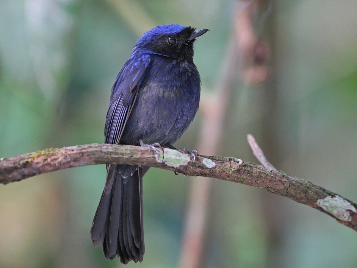 大仙鹟 (Niltava grandis)