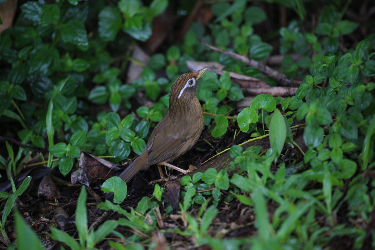 Chinese Hwamei (Garrulax canorus)