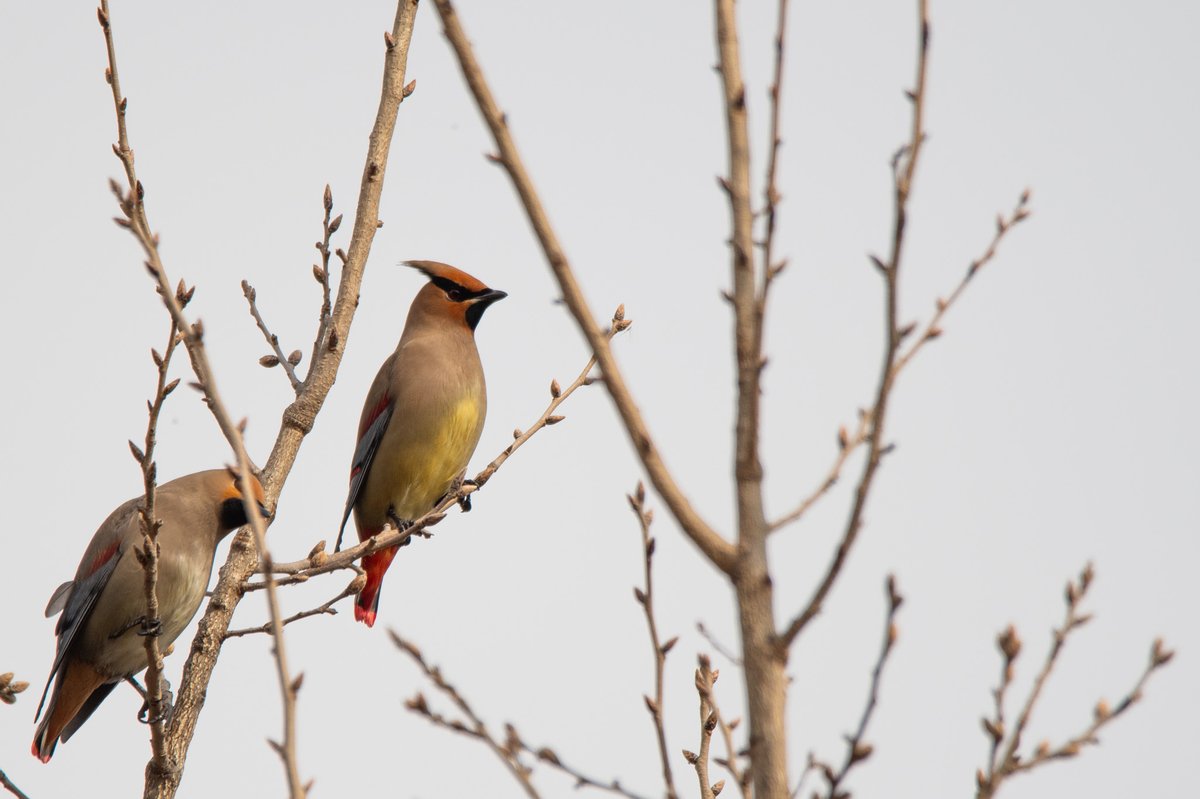 Japanese Waxwing (Bombycilla japonica)