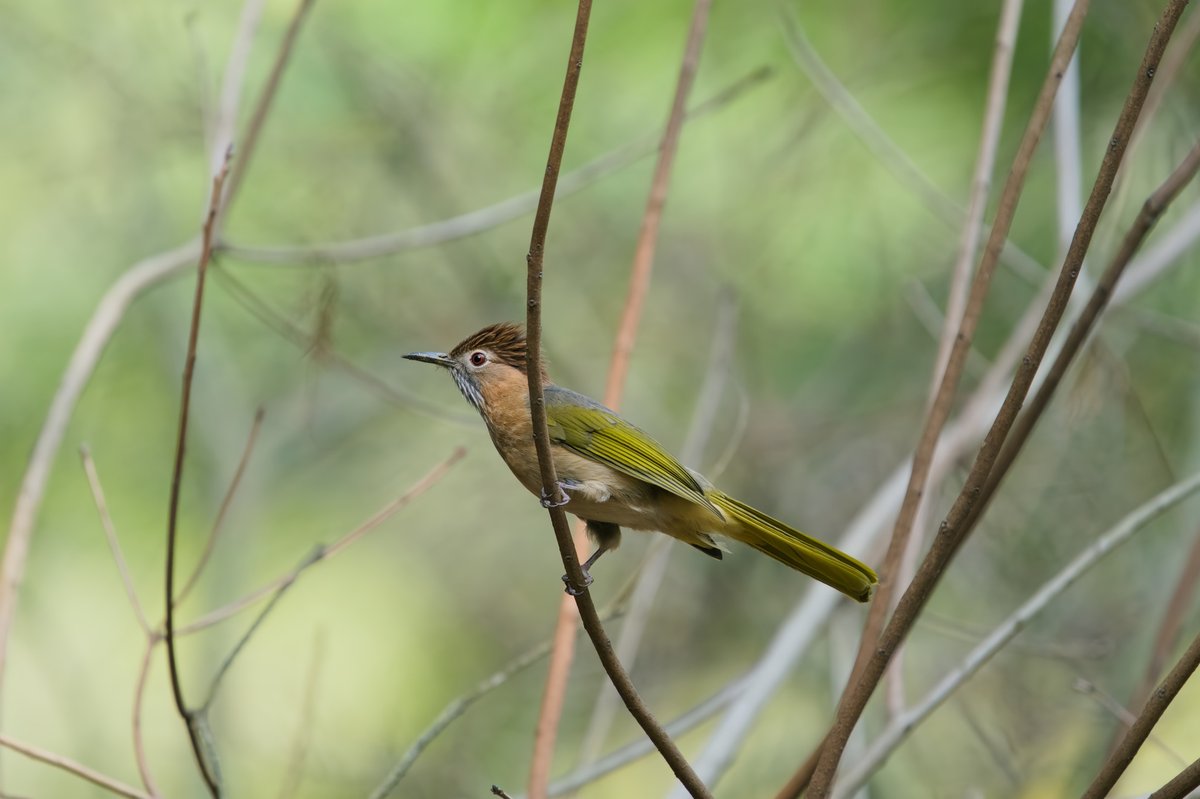 绿翅短脚鹎 (Ixos mcclellandii)