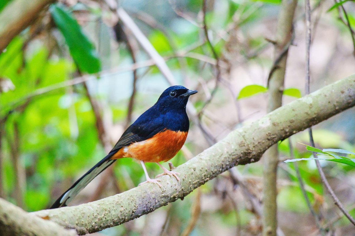 白腰鹊鸲 (Copsychus malabaricus)