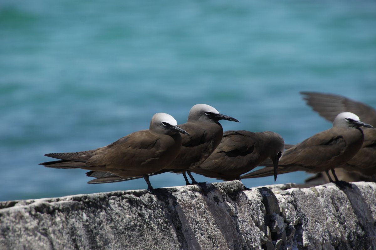 Brown Noddy (Anous stolidus)