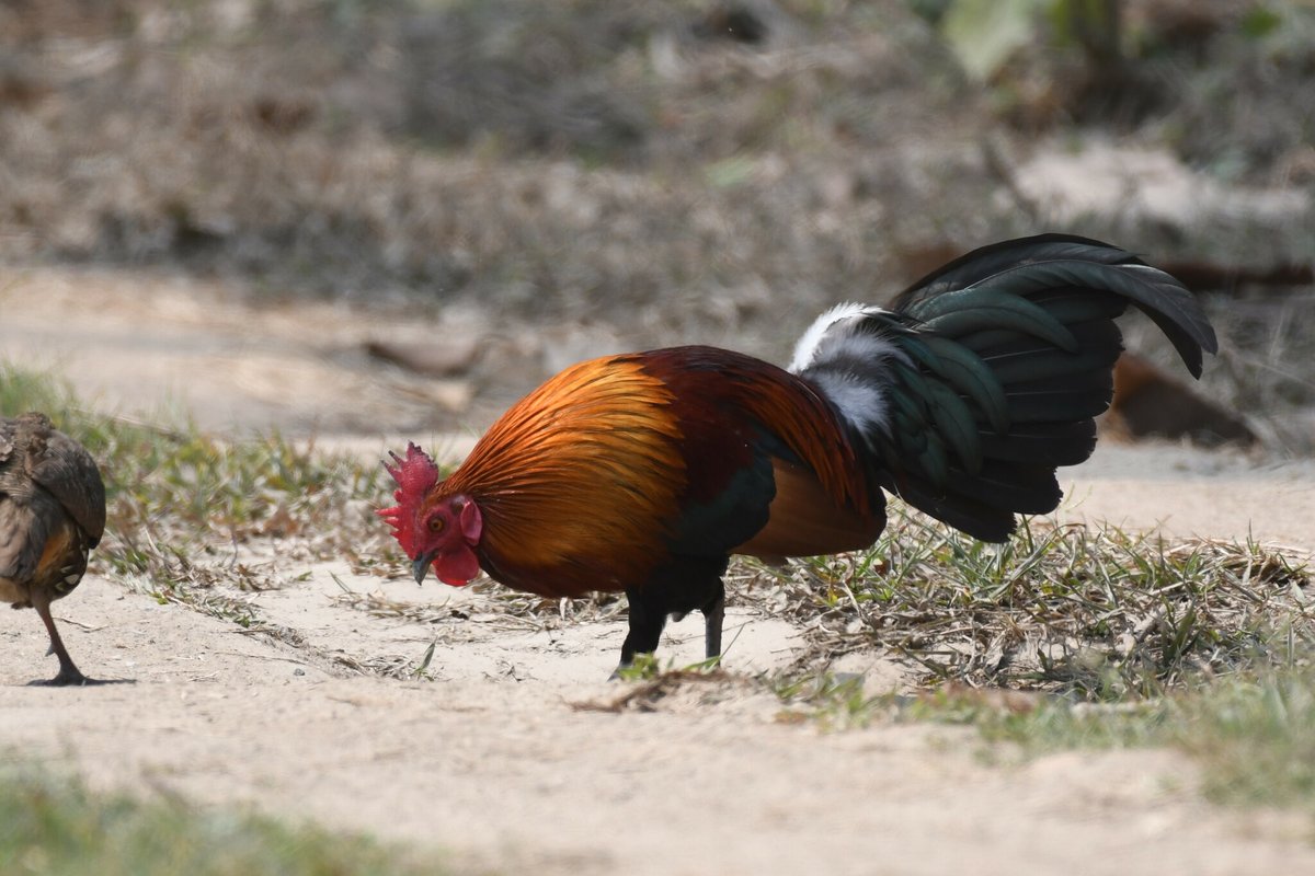 红原鸡 (Gallus gallus)