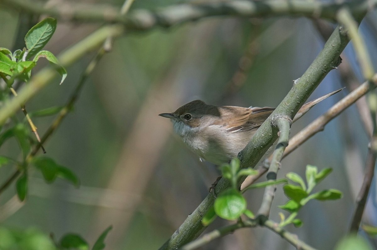 Common Whitethroat (Curruca communis)