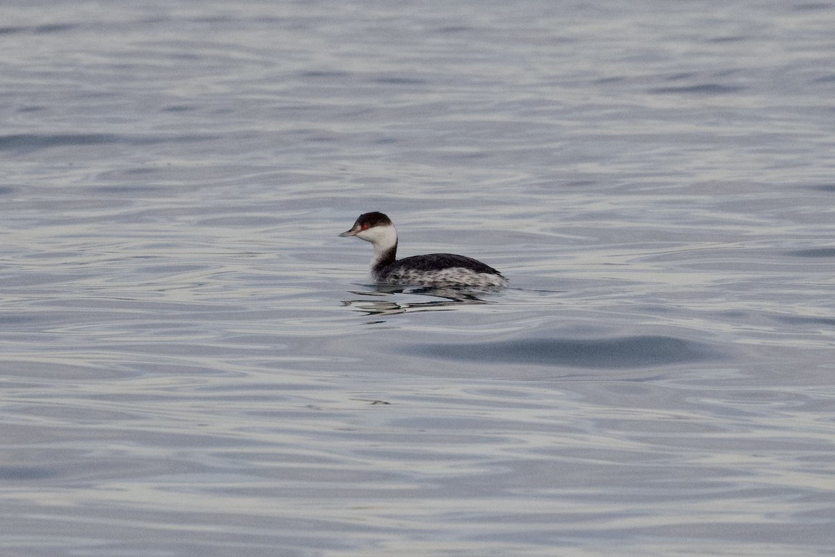 Horned Grebe (Podiceps auritus)