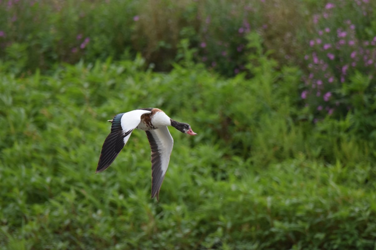 Common Shelduck (Tadorna tadorna)