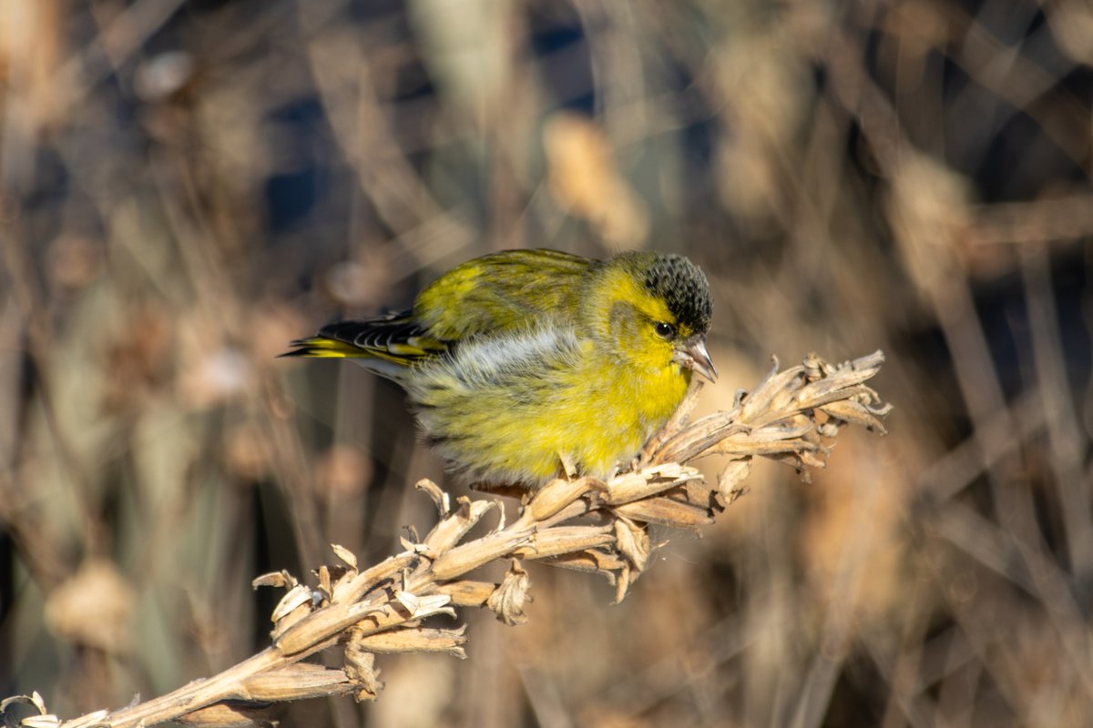 黄雀 (Spinus spinus)