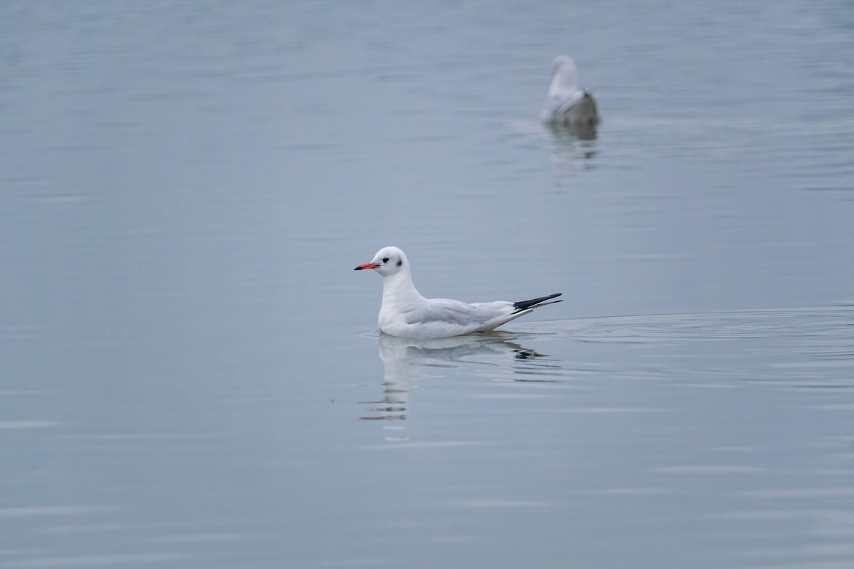 Black-headed Gull (Chroicocephalus ridibundus)