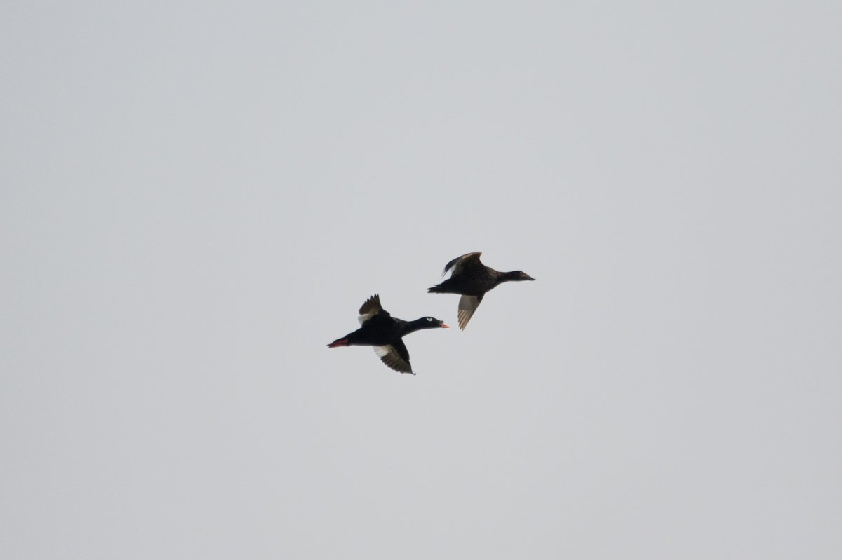斑脸海番鸭 (Melanitta stejnegeri)