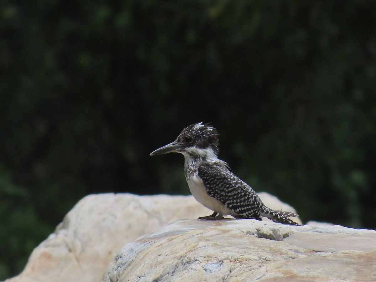 Crested Kingfisher (Megaceryle lugubris)