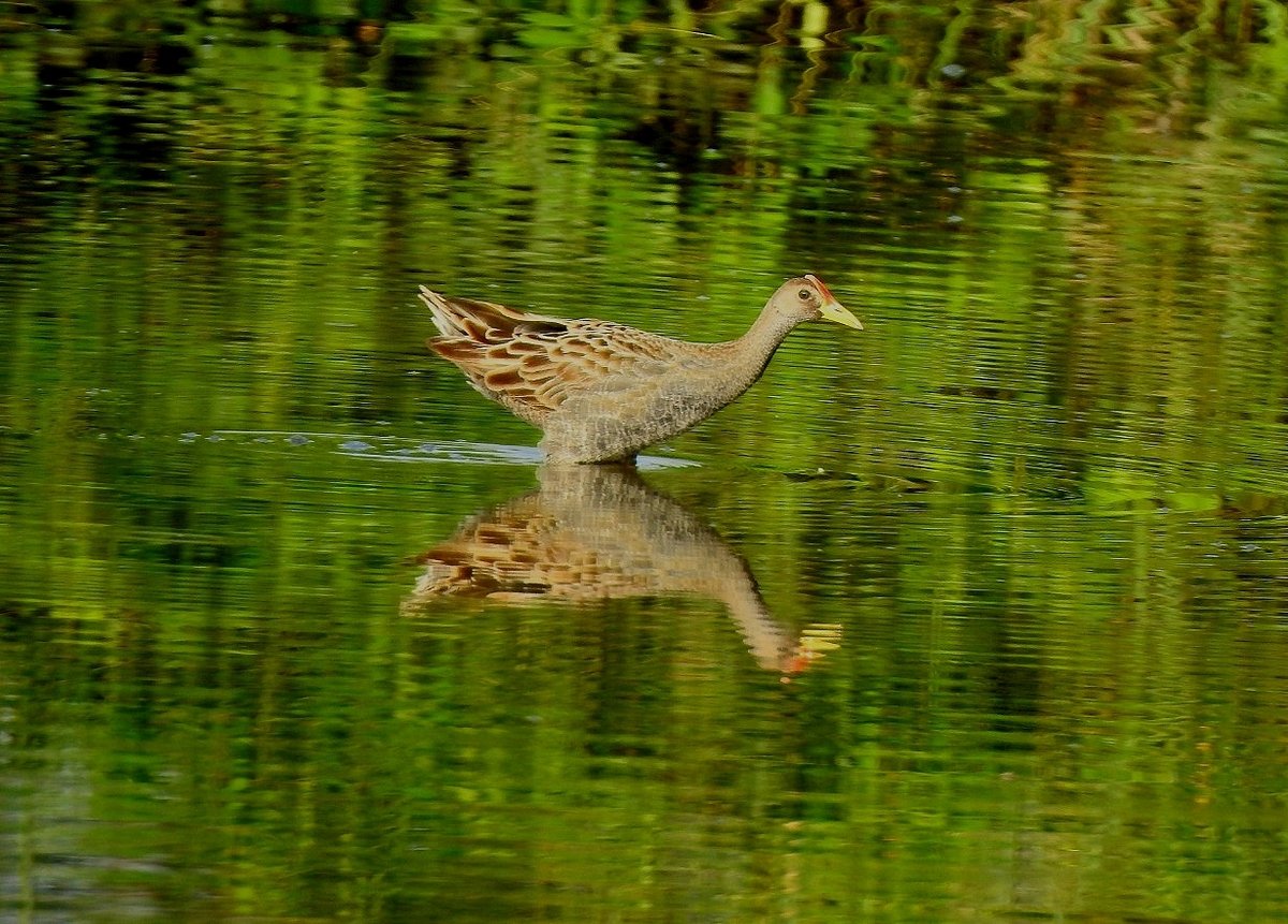 Watercock (Gallicrex cinerea)