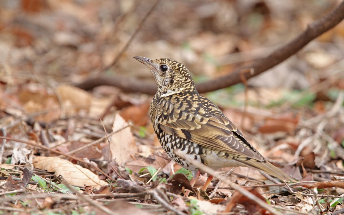 White's Thrush (Zoothera aurea)