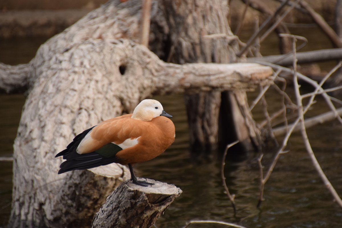 Ruddy Shelduck (Tadorna ferruginea)