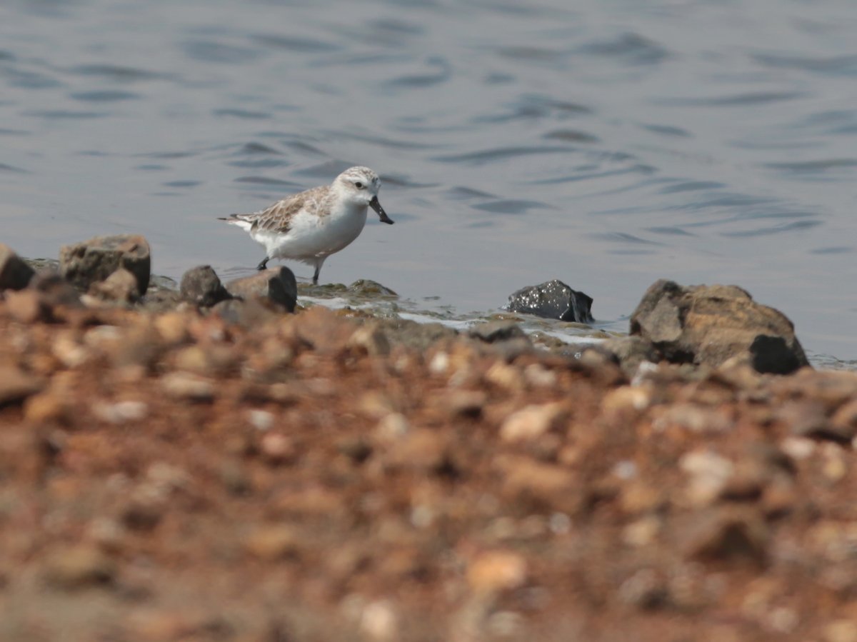 勺嘴鹬 (Calidris pygmaea)