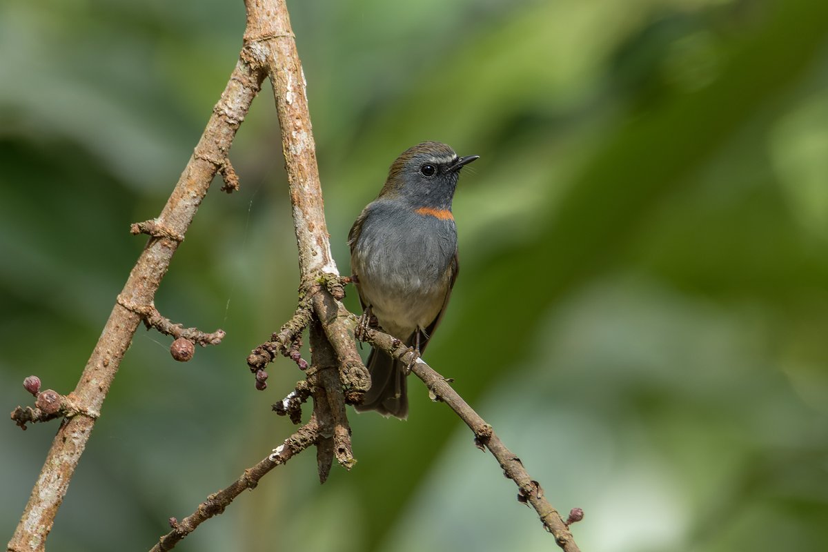 Rufous-gorgeted Flycatcher (Ficedula strophiata)