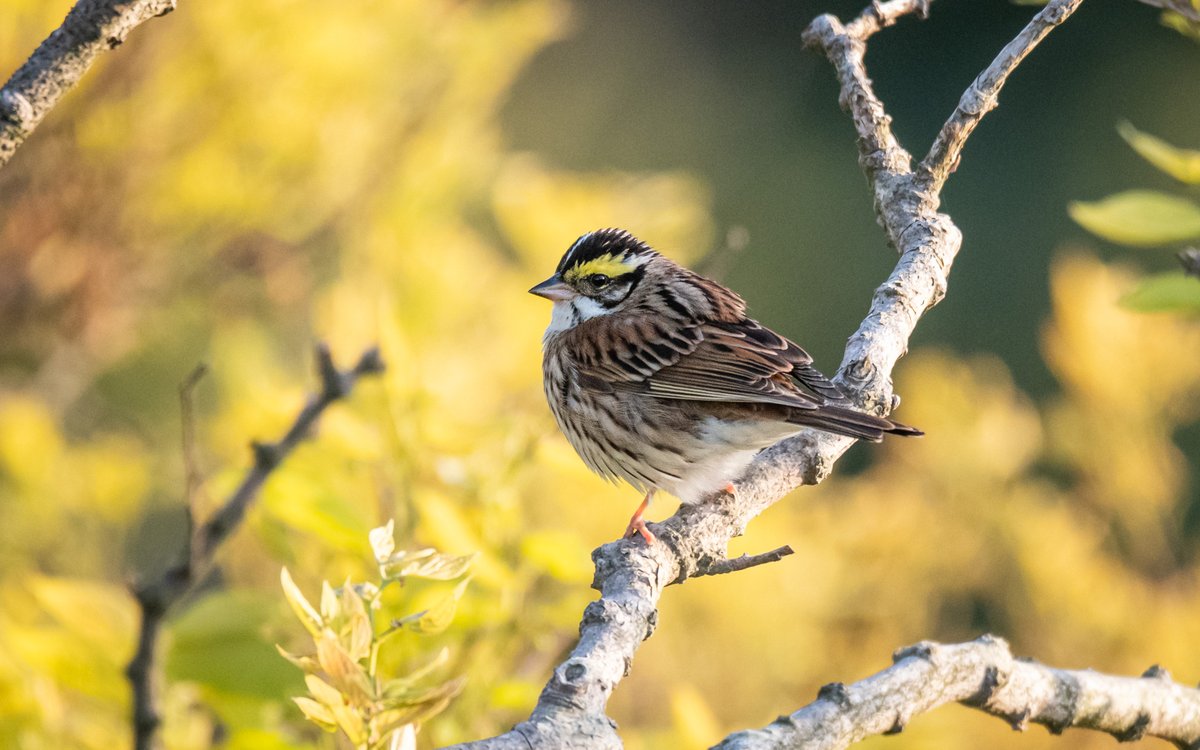 Yellow-browed Bunting (Emberiza chrysophrys)