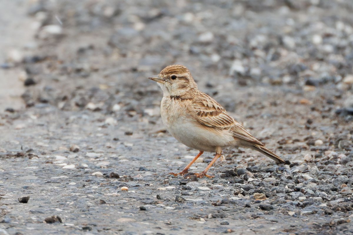 大短趾百灵 (Calandrella brachydactyla)
