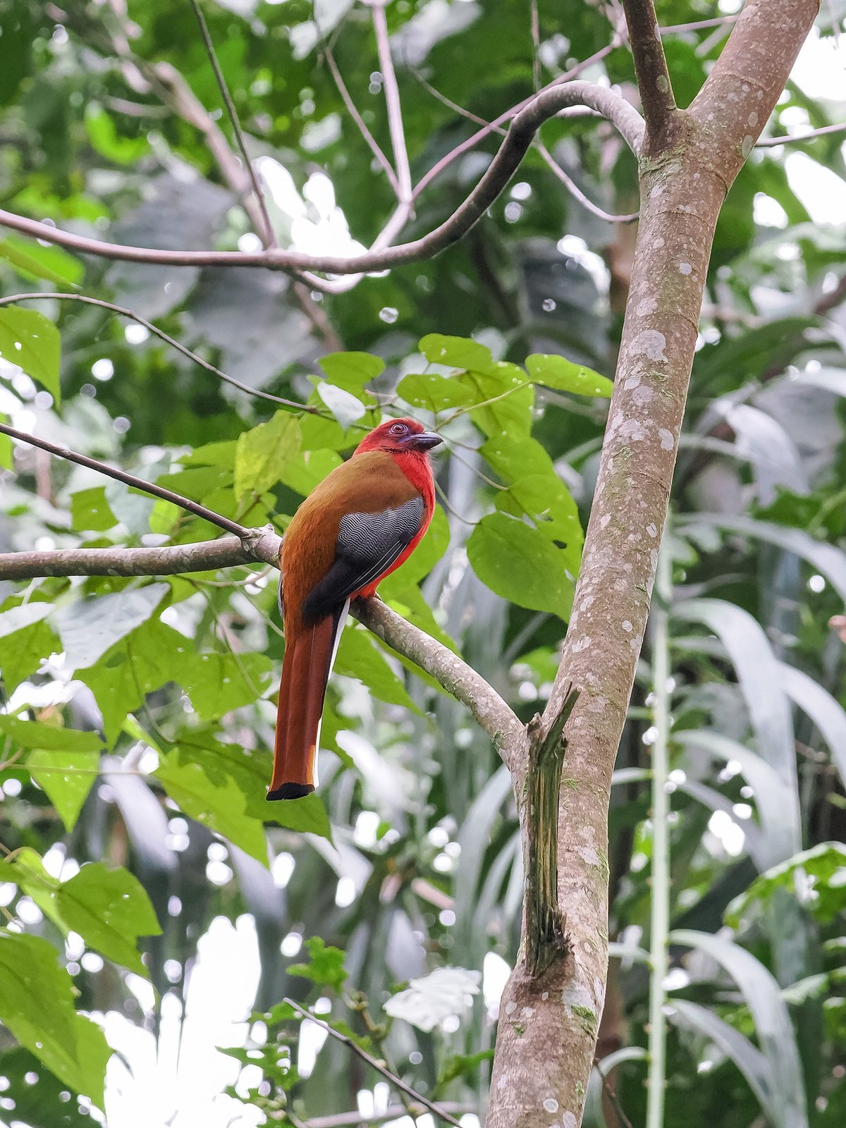 红头咬鹃 (Harpactes erythrocephalus)