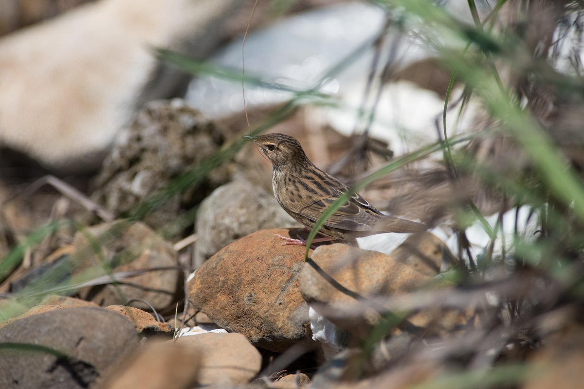 矛斑蝗莺 (Locustella lanceolata)