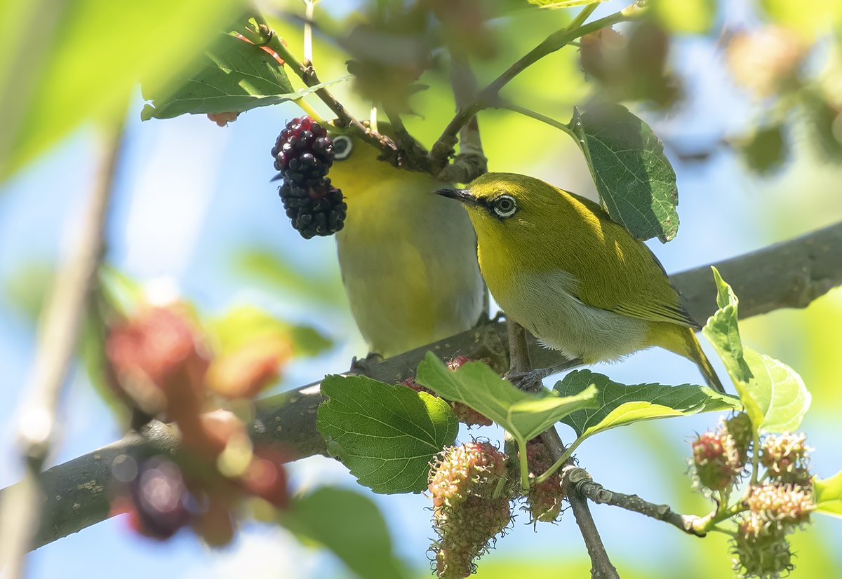 Indian White-eye (Zosterops palpebrosus)