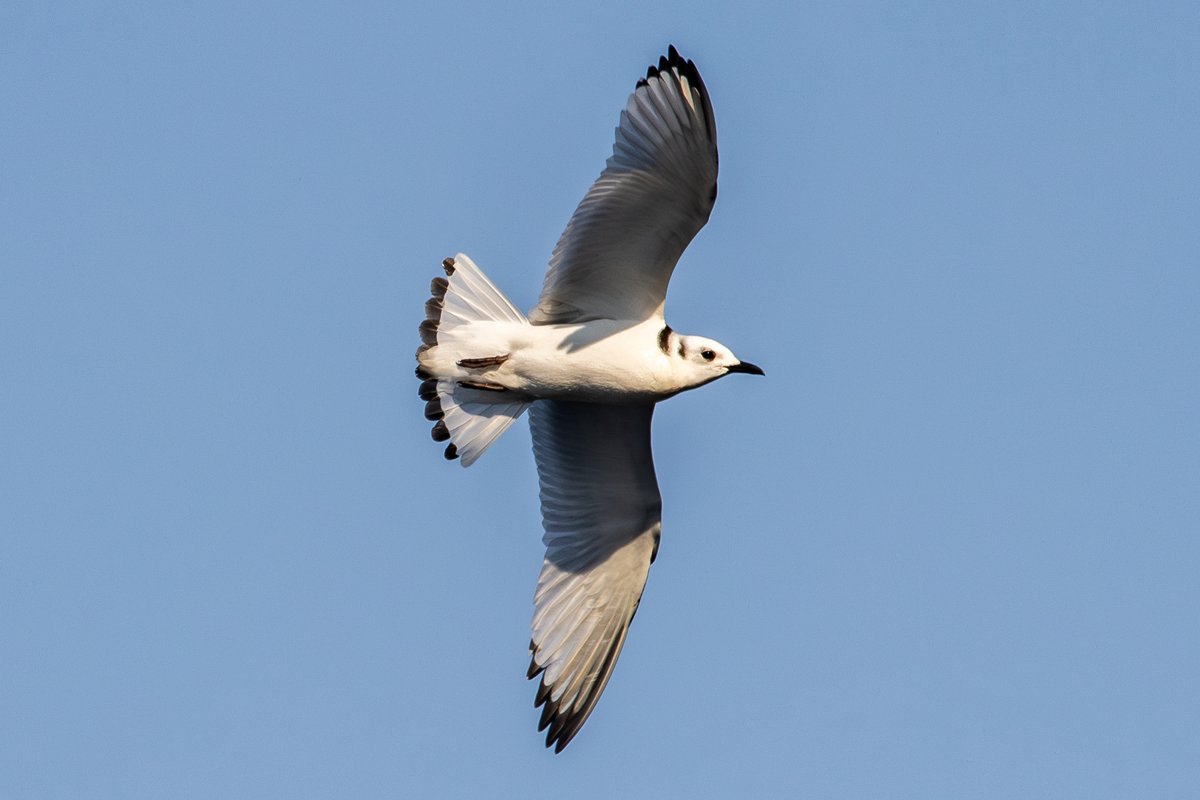 Black-legged Kittiwake (Rissa tridactyla)