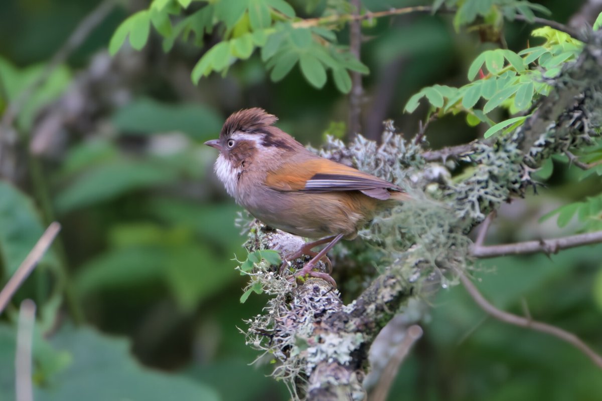 白眉雀鹛 (Fulvetta vinipectus)