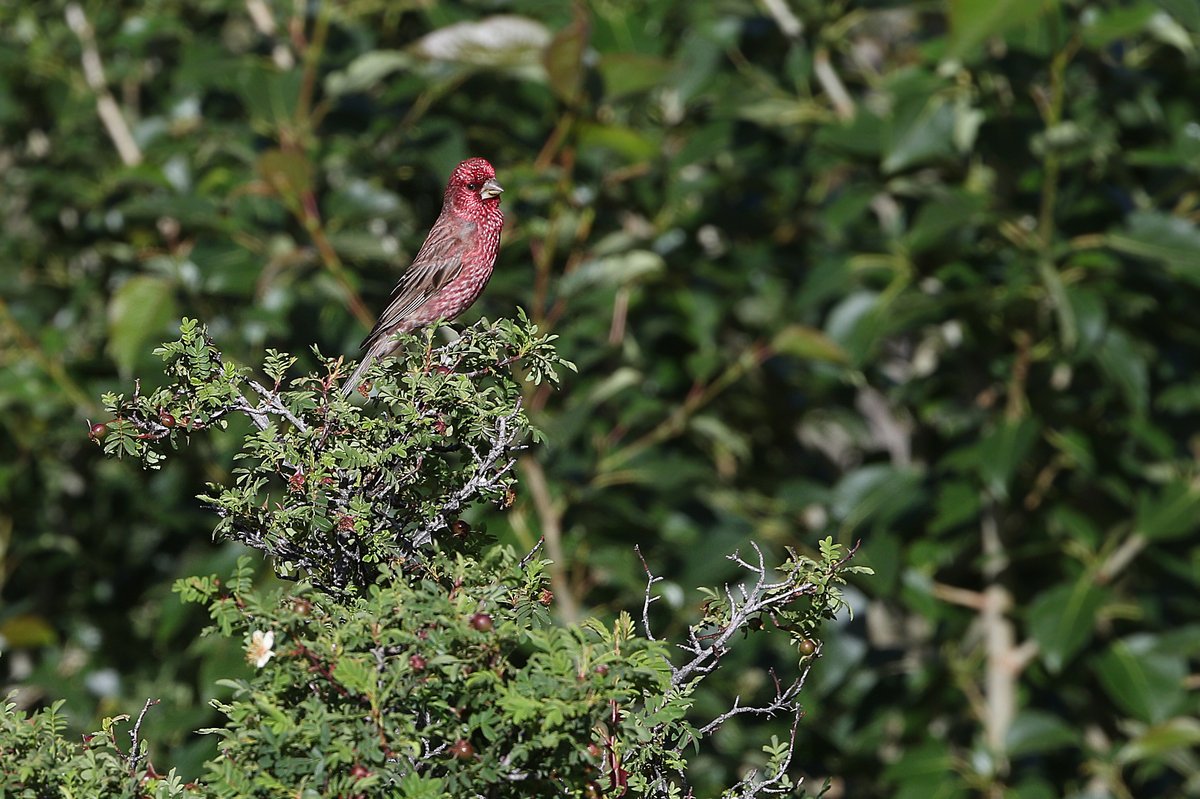Streaked Rosefinch (Carpodacus rubicilloides)