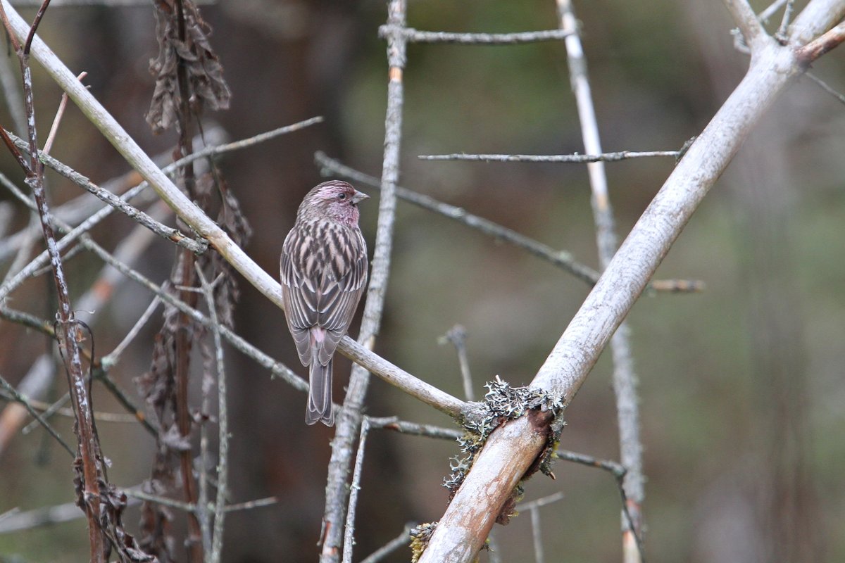 红眉朱雀 (Carpodacus pulcherrimus)