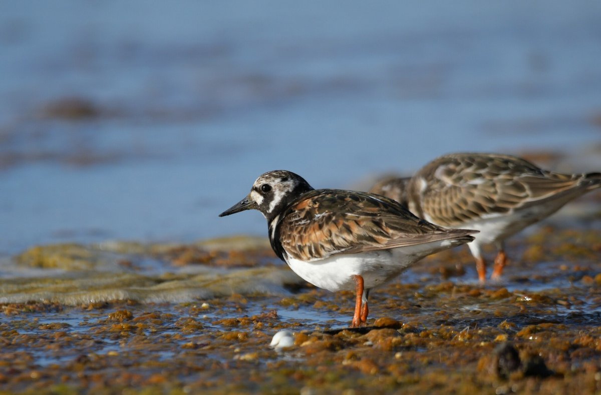 Ruddy Turnstone (Arenaria interpres)