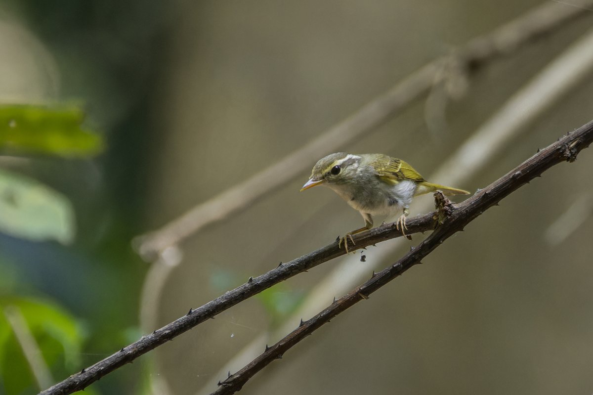 Eastern Crowned Warbler (Phylloscopus coronatus)