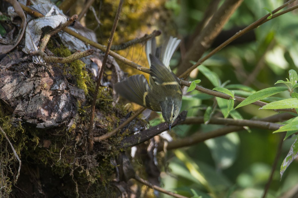 Buff-barred Warbler (Phylloscopus pulcher)