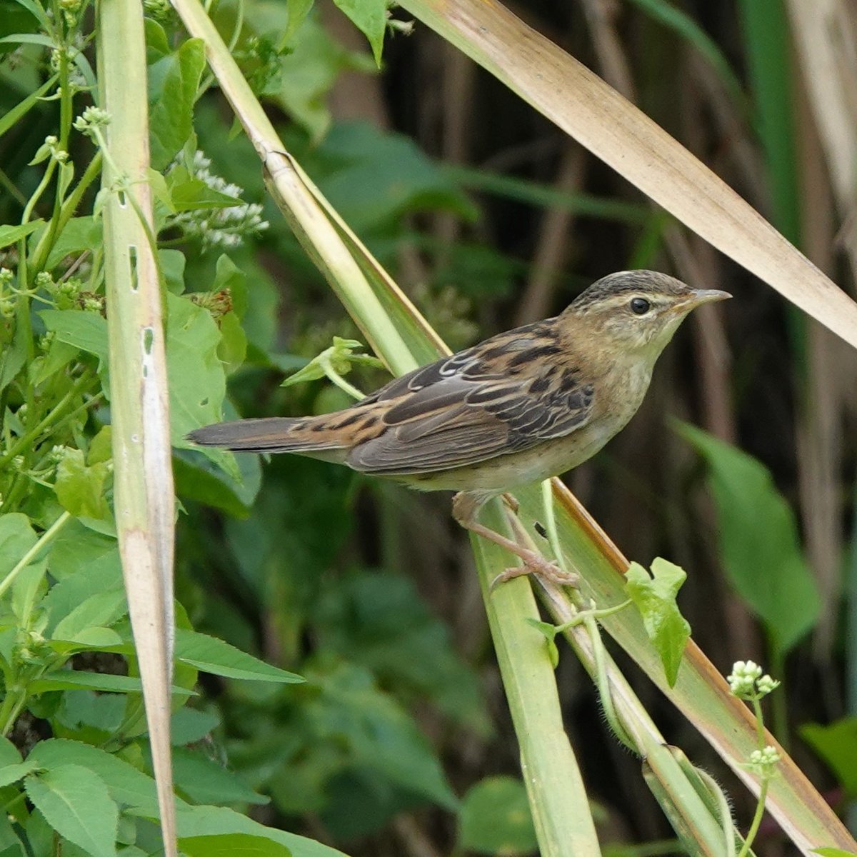 Pallas's Grasshopper Warbler (Helopsaltes certhiola)