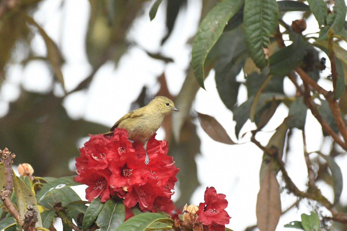 黄眉林雀 (Sylviparus modestus)