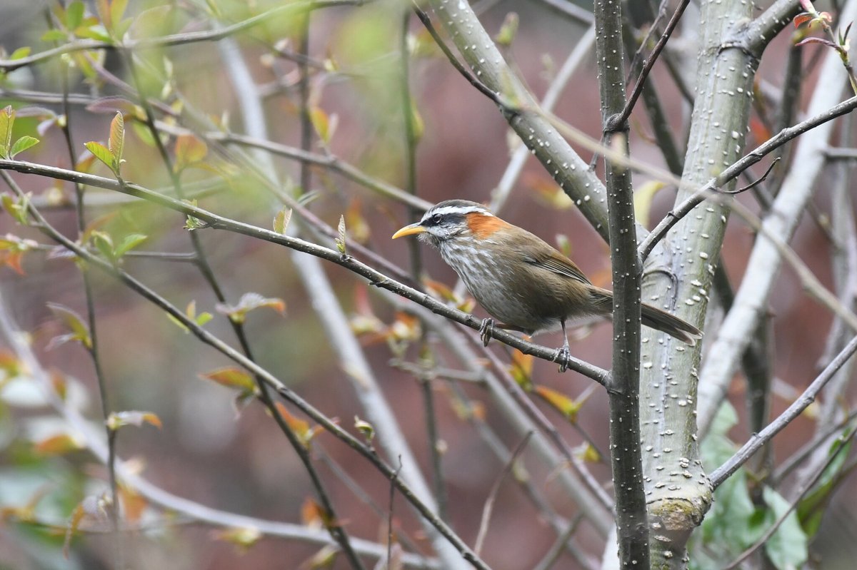 Streak-breasted Scimitar Babbler (Pomatorhinus ruficollis)