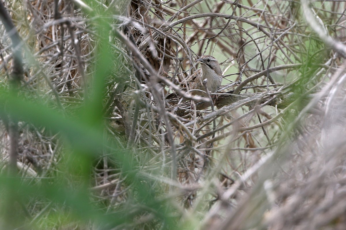 Beijing Babbler (Rhopophilus pekinensis)