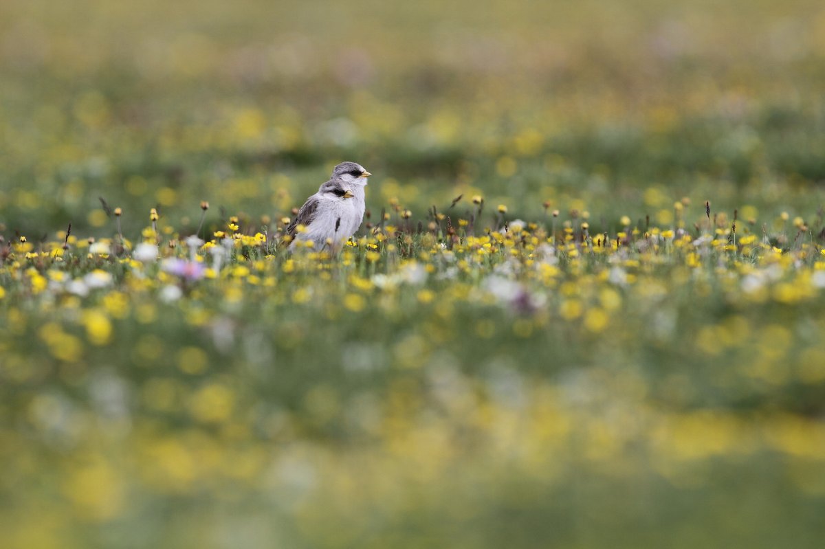White-rumped Snowfinch (Onychostruthus taczanowskii)