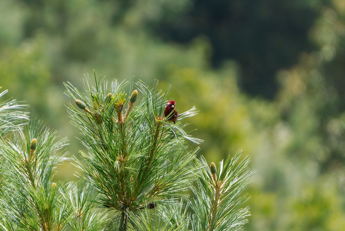 酒红朱雀 (Carpodacus vinaceus)