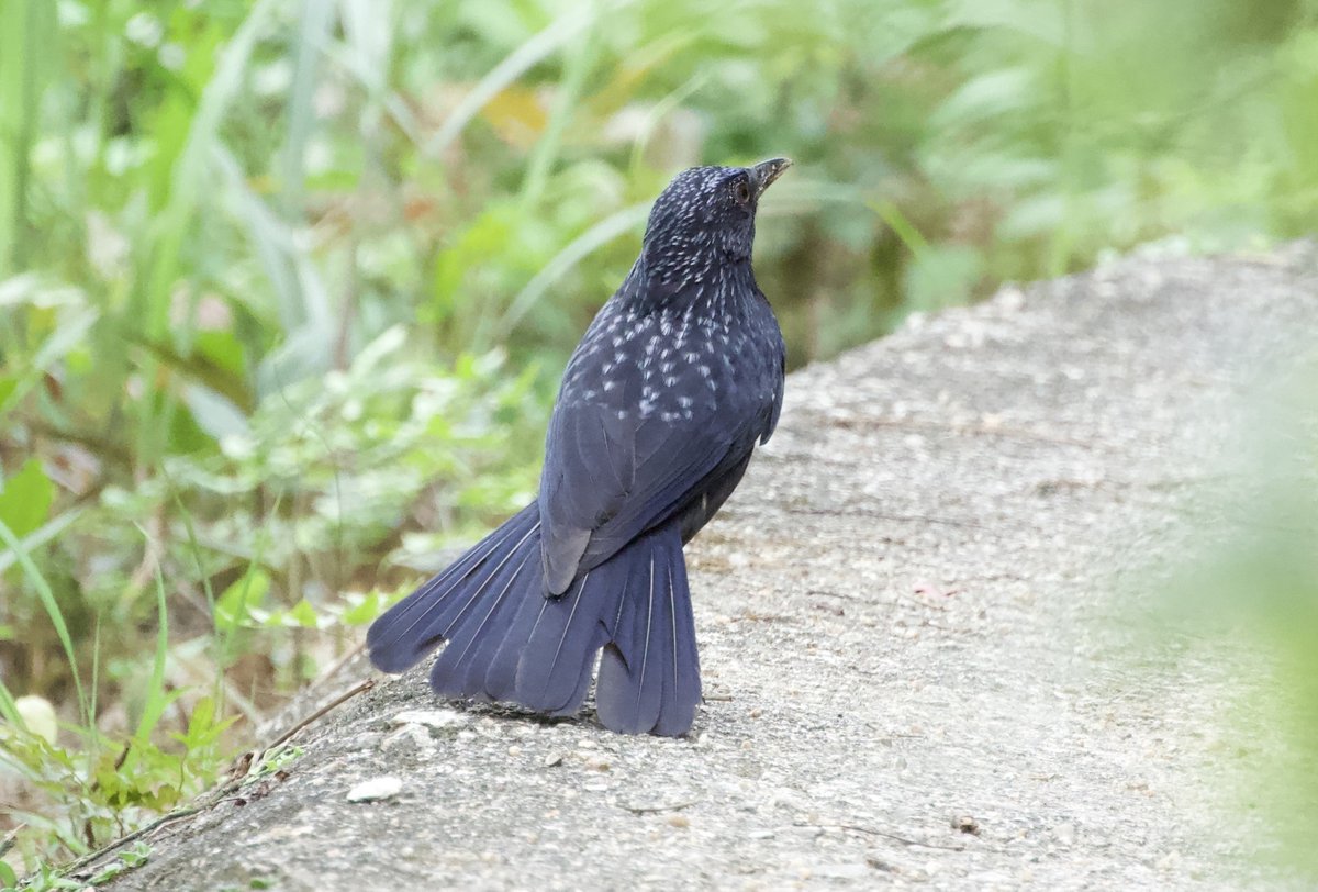 紫啸鸫 (Myophonus caeruleus)