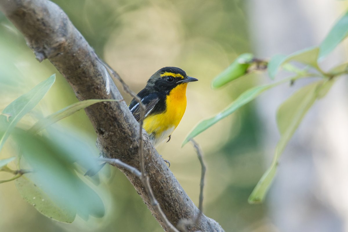 黄眉姬鹟 (Ficedula narcissina)