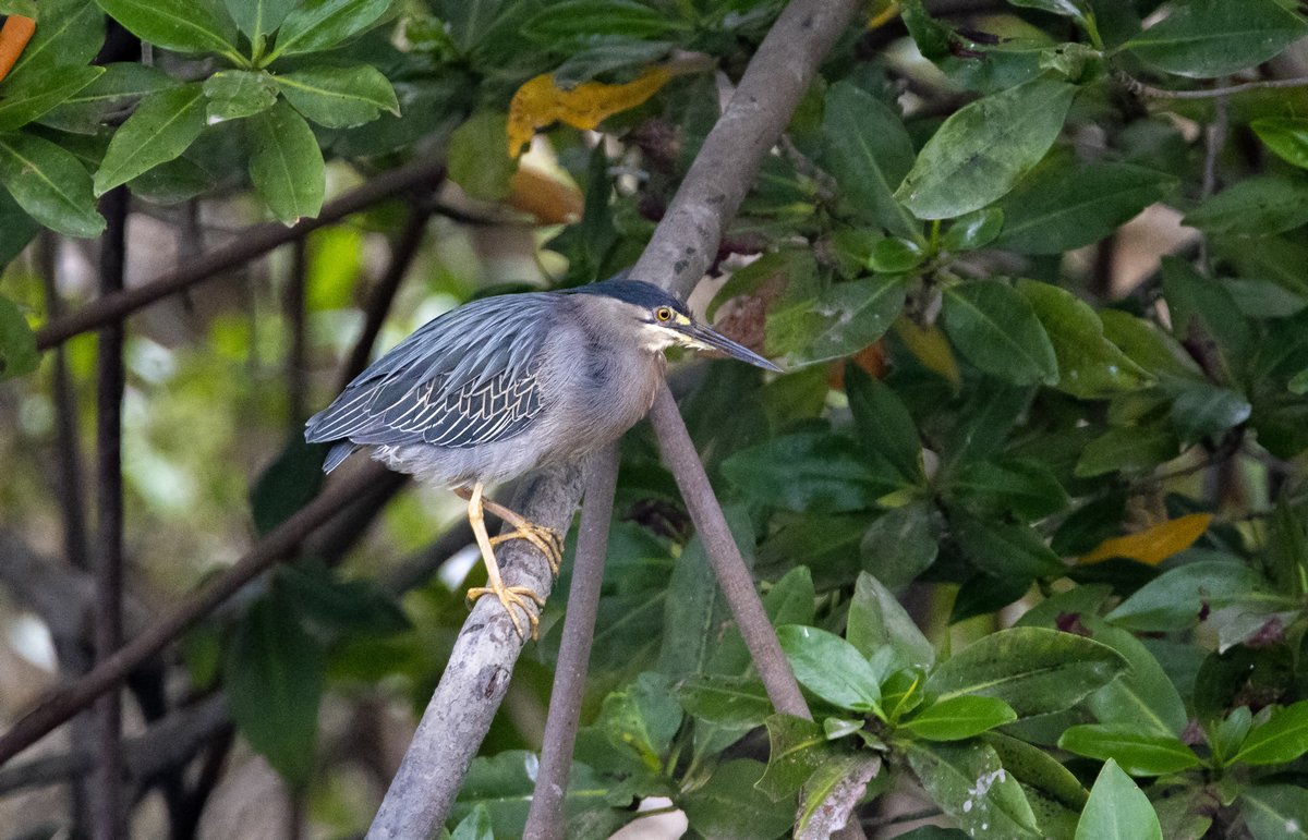 Striated Heron (Butorides striata)