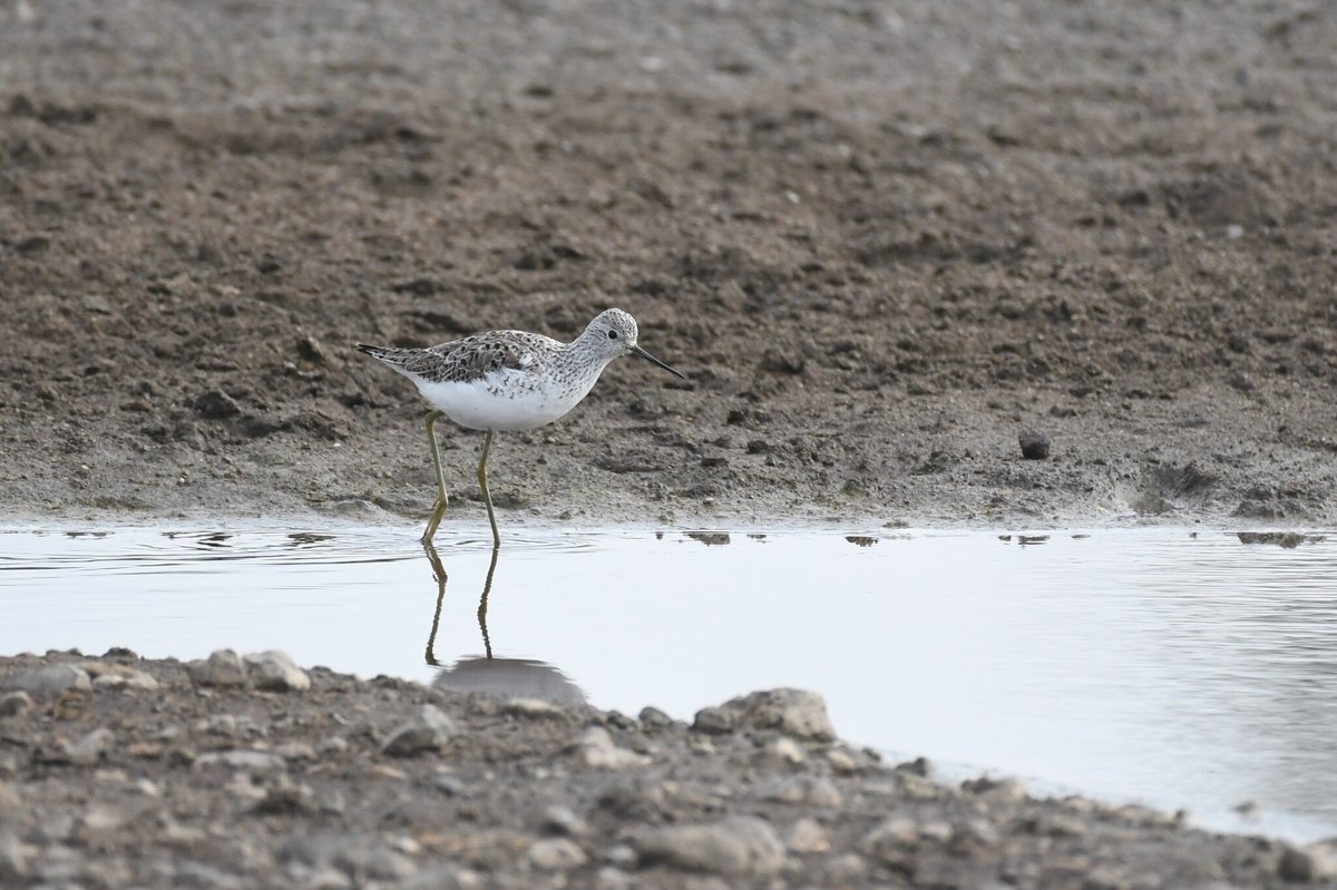 泽鹬 (Tringa stagnatilis)